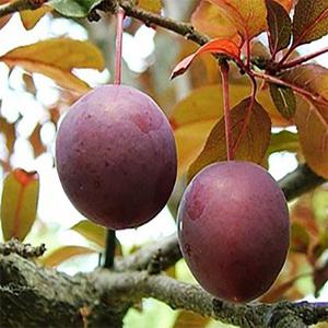 순희농장 왕매실나무  자두나무 대봉감묘목 모과 화분