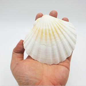 가리비 진주조개껍데기소품 바다장식 수족관 촬영소품