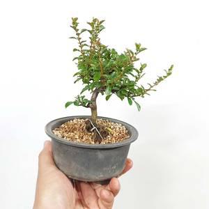 아담한 장수매 귀여운 장수매화 분재 꽃 나무 묘목 책상 화분 키우기