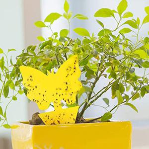 노랑끈끈이 가든트랩 10개입 가정 뿌리파리제거 초파리퇴치 진딧물 응애 화분 집벌레퇴치제