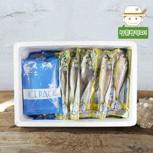 [삼촌밥먹자]청청제주에서 직배송한 제주 참조기 (중) 20마리(4팩)