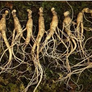 장뇌삼 7년근15뿌리