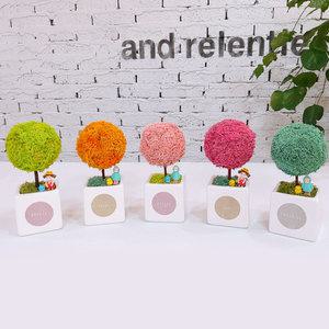 스칸디아모스 큐브심플트리 천연이끼 공기정화식물_