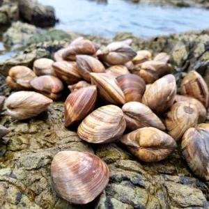 [덕이네수산] 제철 백상합 백합 조개(대) 1kg