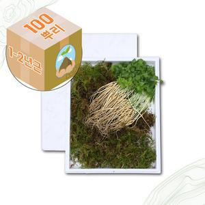 [굿소일] 강원도 미니 새싹삼 산양삼 1-2년근 100주