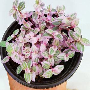 에덴플랜트 미니달개비 핑크레이디 소품 다육식물 늘어지는식물 행잉플랜트 미니종 핑크달개비