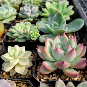 국민다육이 키우기쉬운 선인장 다육이