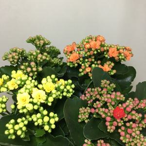 [소나무길] (4개묶음) 몽글몽글 겹꽃 칼란디바 119 화원 농원