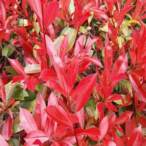 순희농장 홍가시레드로빈 홍가시나무 레드로빈30cm 화분4개 50cm 화분 2개 1m분 조경수