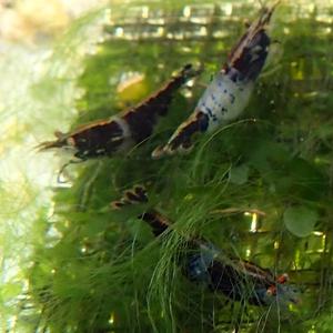 블랙릴리 새우 10마리 관상용 어항 수초 이끼청소