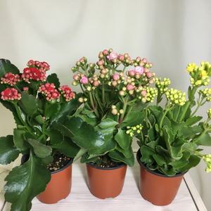 [소나무길] (3개묶음)  몽글몽글 겹꽃 칼란디바 095 화원 농원