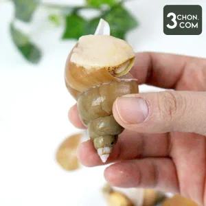 [롯데백화점]삼촌밥먹자 제철 활 백 골뱅이 1kg 대