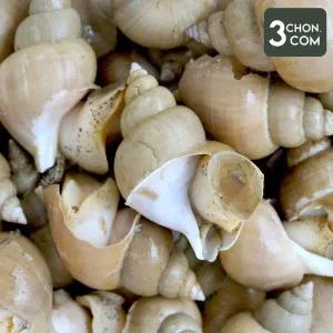 [롯데백화점]삼촌밥먹자 제철 활 백골뱅이 1kg 소