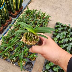 식공플랜츠 소엽 풍난 풍란 동양난 서양난 05-10cm 29