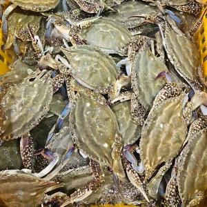 당일조업 서해안 활 숫꽃게 2kg