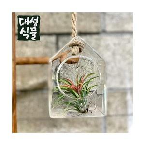 틸란드시아 이오난사 초미니 대성식물