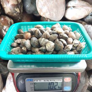 국산 활 바지락 1kg 1키로 1KG 조개 해감 참 왕 바지락 서해 태안 국내산 생물