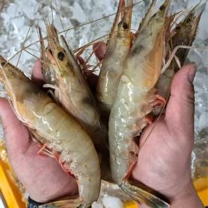 [산지직송] 국내산 자연산 암대하 급냉 1kg/25년11월햇새우/왕대하/왕새우