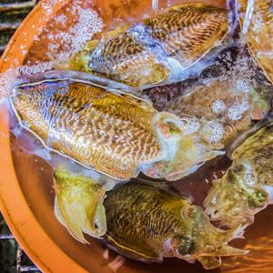 자연산 활 갑오징어 1kg 2~3미 생물 오징어회