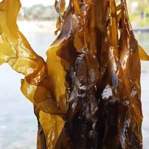 [남해바다] 국내산 생미역 1kg