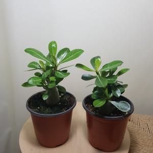 [소나무길] (2개묶음) 미니석화 석화 사막의 장미 미니 바오밥나무 다육식물 069