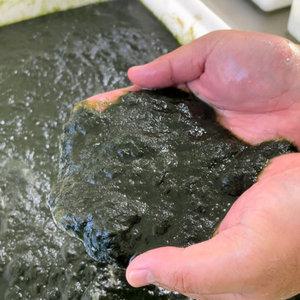 완도 매생이 생물 찰매생이 100% 국내산 400g