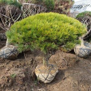 황금반송나무(접목1년)특A급형_(5주묶음)/정원수/조경수/묘목/I0421