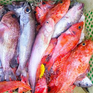 자연산 잡어 제철생선 생물 매운탕 구이용생선 3kg