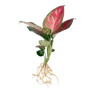 글라스가든 뿌리 세척 엔젤 아글레오네마 모종 관엽식물 수경재배 수생 식중 희귀 실내공기정화식물 1뿌리