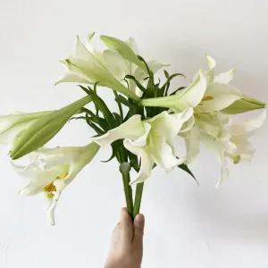 오후의 꽃 우리타워 백합 3대 백합꽃 꽃배달 싼곳 생화 택배