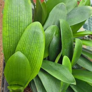 [충북농원] 군자란 화분 - 포트묘