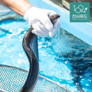 국산 풍천 자포니카 초벌 민물장어 초벌후 450g내외