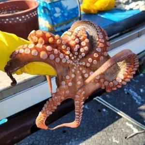 통영 자연산 돌문어 당일조업 싱싱한 활 문어 8kg