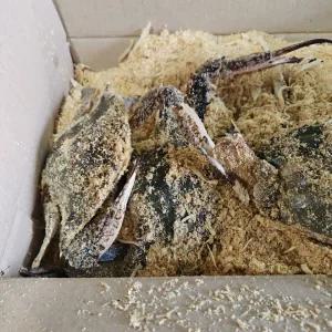태안 활 톱밥 꽃게 3kg 12미 내외 제철꽃게