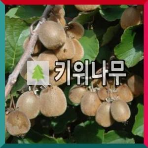 키위나무 묘목 제니 삽목1년 포트묘 2개묶음
