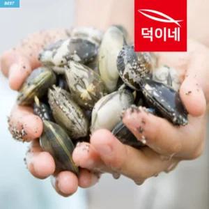 해감 조개 왕 백상합 동죽 참바지락 활바지락 1kg 개별포장 [원산지:상세설명에 표시]