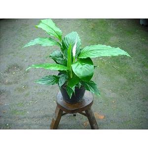 스파트필름 화분 공기정화식물 인테리어 흙 분갈이 나무 집들이 꽃 식물 화초 난 선인장 소나무길 17