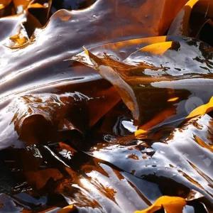 VB 기장 건다시마 500g/다시마/기장다시마/국물용다시마/육수다시마/마른다시마/건조다시마/국물용다시