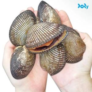 [도리마켓] 당일 채취 후 발송 국내산 별미 피꼬막 피조개 3kg (45-60미 내외)