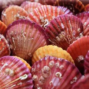 통영 홍가리비 5kg 75미내외