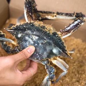 서해안 제철 톱밥 활 꽃게(암수혼합) 2kg/7-9마리