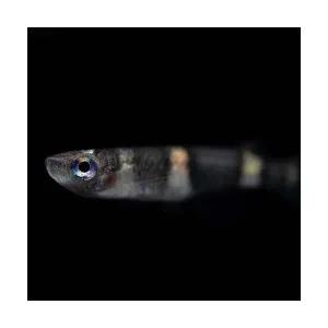 [주니멀열대어][킬리피쉬] 크라운킬리피쉬 1.5cm내외 3마리 세트관상어