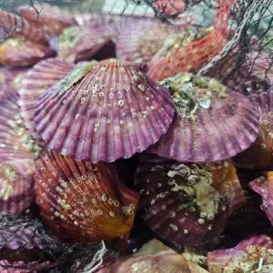 국내산 홍가리비 3kg [P]