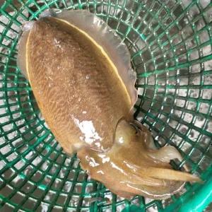 국내산 대왕 생물 갑오징어 1kg 횟감