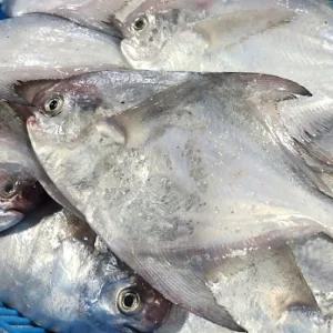 국내산 생물 병어 1kg 신선한 냉장 구이 횟감용 생선