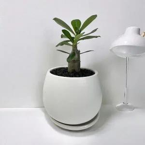 윤스가든 바오밥나무 미니 석화 이데니움 공기정화식물 반려 데스크테리어 키우기 쉬운 식물