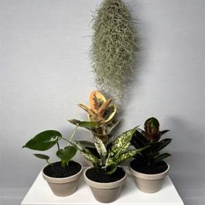 실내공기정화식물 3종세트 멜라닌 고무나무 수채화고무나무 몬스테라 스노우사파이어 수염틸란드시아 행잉플랜트 화분세트 키우기쉬운식물 윤스가든