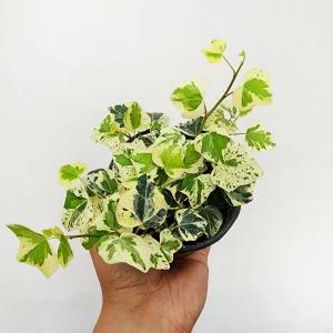 에덴플랜트 캐논 아이비 (지름 10Cm포트) 신품종 카논 무늬아이비 덩굴성 희귀