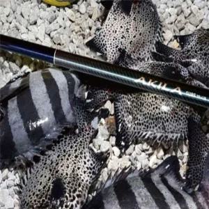 [하프클럽/셀러허브_여성트랜드패션]낚시대 서프 원투대 피싱 민물 4.25m