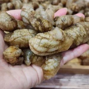 경남 마산 진동 제철 오만둥이 1kg 2kg 생물 오만디 미더덕 회 당일작업